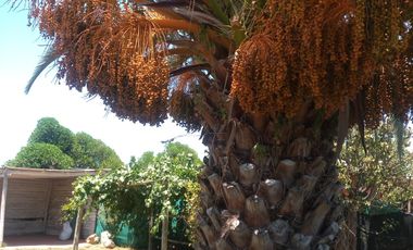 SE ARRIENDA CASA EN LO ALVARADO- CURACAVÍ