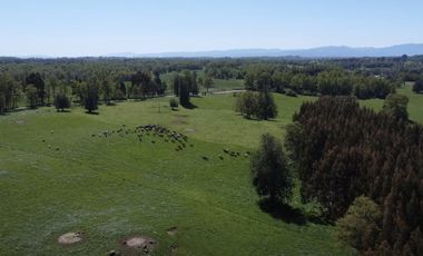 Vende parcelas en Proyecto Valle del Ranco, desde 5.000 mt2 con rol propio, Ubicado en Paillaco, Lago Ranco.
