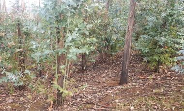 Vende campo de 21 hectáreas en Traiguén, sector Colpi, rol chileno