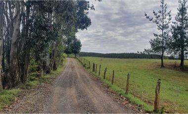 Vende campo de 21 hectáreas en Traiguén, sector Colpi, rol chileno