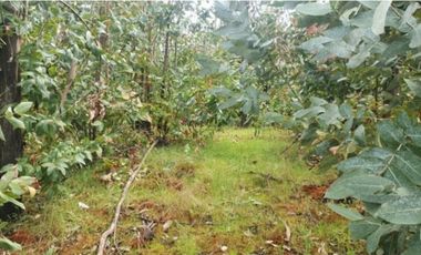 Vende campo de 21 hectáreas en Traiguén, sector Colpi, rol chileno