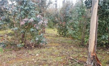 Vende campo de 21 hectáreas en Traiguén, sector Colpi, rol chileno