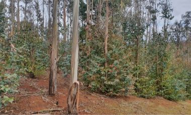 Vende campo de 21 hectáreas en Traiguén, sector Colpi, rol chileno