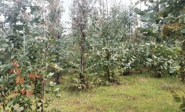 Vende campo de 21 hectáreas en Traiguén, sector Colpi, rol chileno