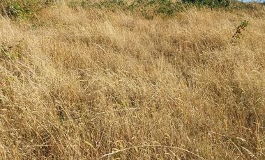 PARCELA DE 2 HECTÁREAS EN FOLLECO IDEAL INVERSIÓN O PROYECTO