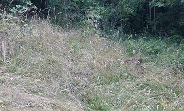 PARCELA DE 2 HECTÁREAS EN FOLLECO IDEAL INVERSIÓN O PROYECTO