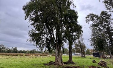 Parcela Rio Bueno orilla rio