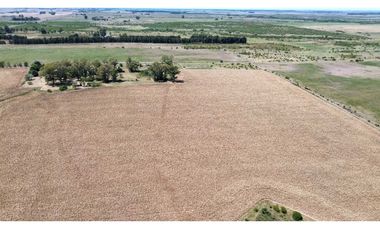 Vendo Campo de 349 hectáreas en Gualeguaychú, Entre Ríos.