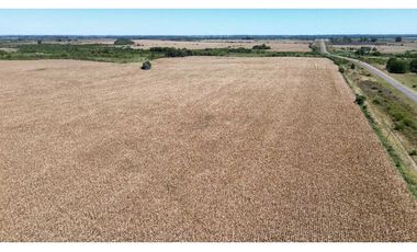 Vendo Campo de 349 hectáreas en Gualeguaychú, Entre Ríos.