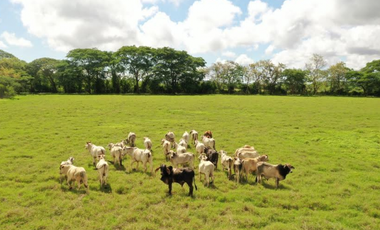HERRERA / PARITA / 13 HECTAREAS / IDEAL PARA AGRICULTURA Y GANADERIA