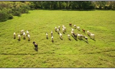 SE VENDE FINCA TITULADA IDEAL PARA GANADERA EN PARITA DE HERRERA