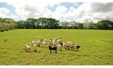 SE VENDE FINCA TITULADA IDEAL PARA GANADERA EN PARITA DE HERRERA