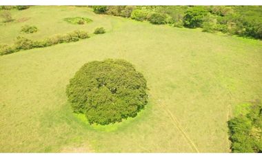 SE VENDE FINCA TITULADA IDEAL PARA GANADERA EN PARITA DE HERRERA