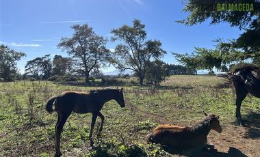 Agrícola en Venta en 12,5 hectáreas a orilla de la ruta V-60 a 4 kms del Aeropuerto y 20 minutos de Puerto Montt