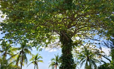 Casa frente la playa El Palmar San Carlos