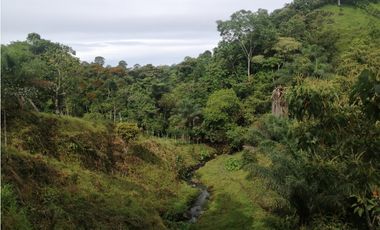 Finca en Caisán, Chiriquí (CP)