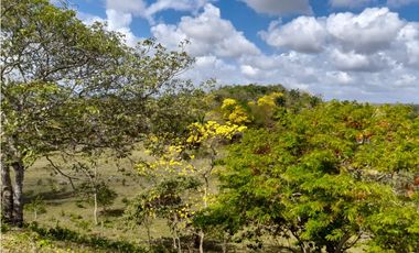 Finca en camino a Las Yayas, La Chorrera. (CP)