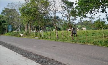Finca en camino a Las Yayas, La Chorrera. (CP)