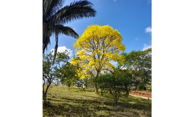 Finca en camino a Las Yayas, La Chorrera. (CP)