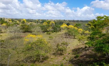 Finca en camino a Las Yayas, La Chorrera. (CP)