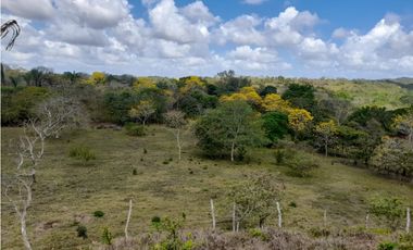 Finca en camino a Las Yayas, La Chorrera. (CP)