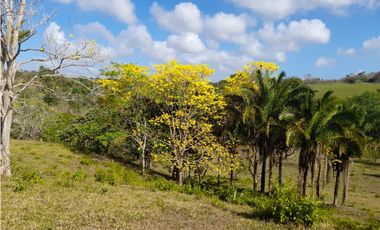 Finca en camino a Las Yayas, La Chorrera. (CP)