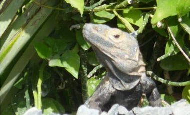 RESIDENCIA CON 4 AMBIENTES INDEPENDIENTES FRENTE A PLAYA CORONA (CP)