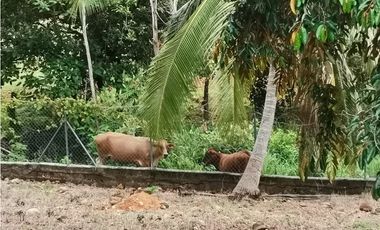 VENTA  DE FINCA EN AGUADULCE CON CERTIFICACION AGROTURISTICA