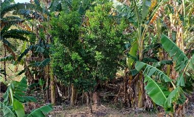 Terreno de campo en venta en Las Uvas, San Carlos