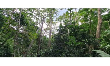 Tereno de bosque tropical montañoso via a Sora