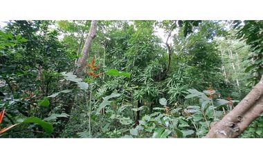 Tereno de bosque tropical montañoso via a Sora
