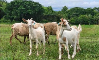 VENTA DE FINCA TRABAJADA EN ANTON PARA INVERSIÓN O VIVIR