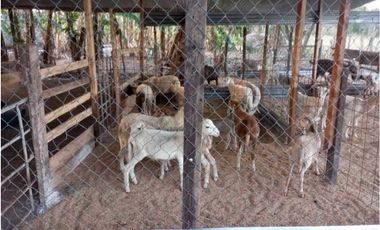 VENTA DE FINCA TRABAJADA EN ANTON PARA INVERSIÓN O VIVIR