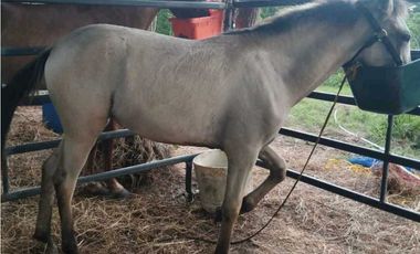 VENTA DE FINCA TRABAJADA EN ANTON PARA INVERSIÓN O VIVIR