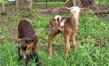 VENTA DE FINCA TRABAJADA EN ANTON PARA INVERSIÓN O VIVIR