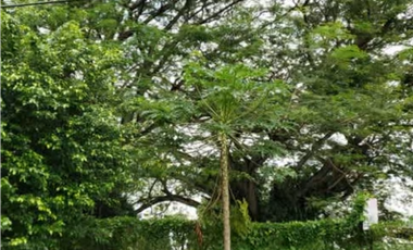 VENTA DE TERRENO EN LA LOMA (6)