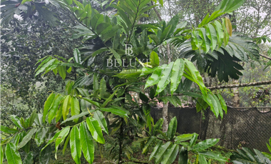VENDO CASA CERRO AZUL EN ALTOS DEL VIGIA (6)