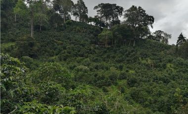 Finca Cafetalera en Santa Clara