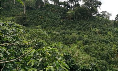 Finca Cafetalera en Santa Clara