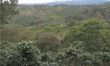 Finca Cafetalera en Santa Clara