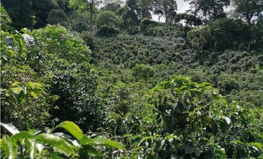 Finca Cafetalera en Santa Clara
