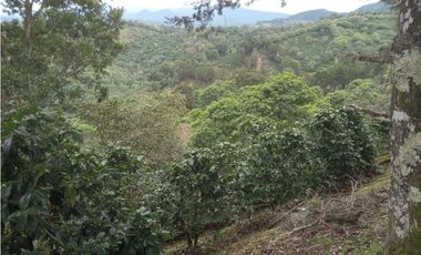 Finca Cafetalera en Santa Clara