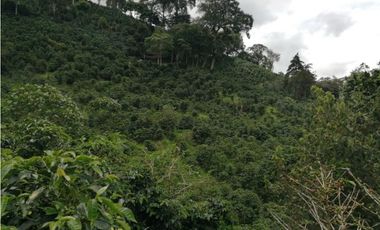Finca Cafetalera en Santa Clara
