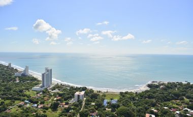 ROYAL PALM – Playa Gorgona