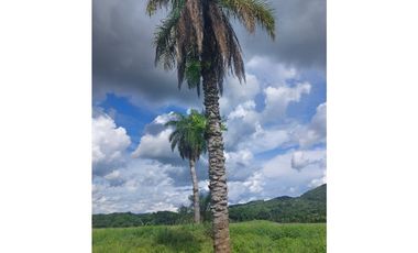 Se vende terreno para desarrollo en Soná, Veraguas Panamá