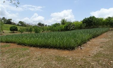🌿 EN VENTA –  Hacienda Santa Domenica 🌿