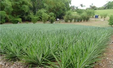 🌿 EN VENTA –  Hacienda Santa Domenica 🌿