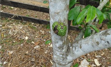 🌿 EN VENTA –  Hacienda Santa Domenica 🌿