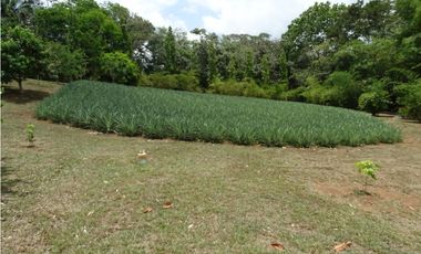 🌿 EN VENTA –  Hacienda Santa Domenica 🌿