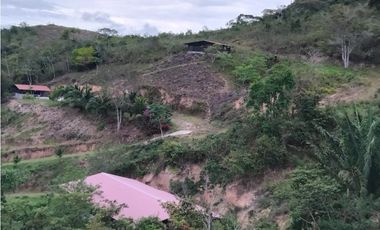 Se vende finca con 2 casas, 3 galeras, frutas y limones